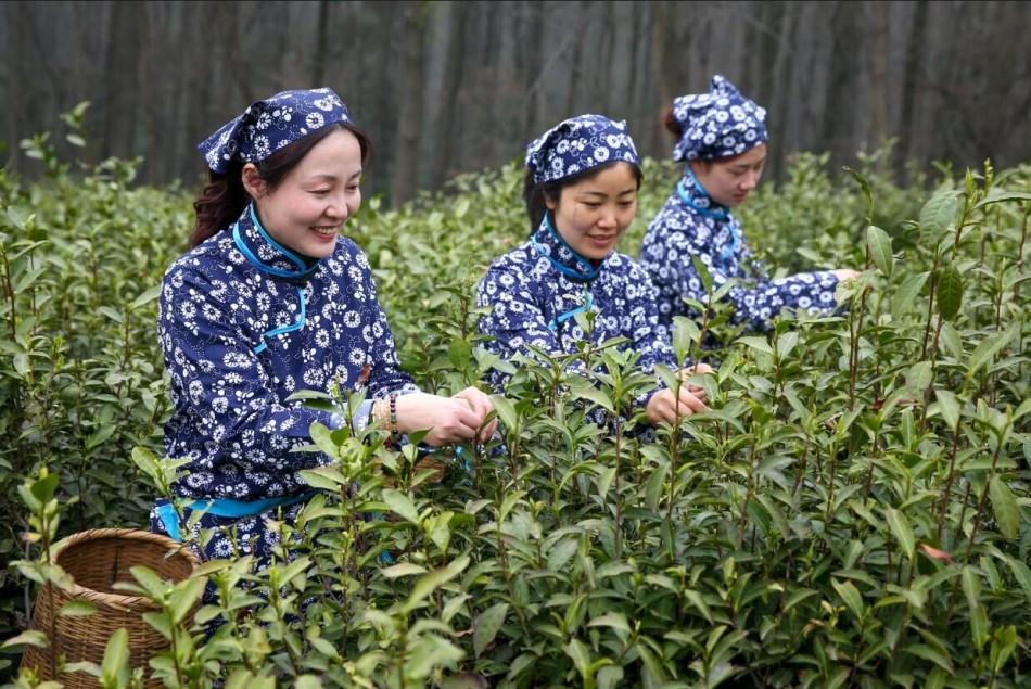 采茶女茶园间采摘雨花茶鲜叶