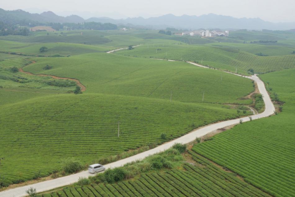 贵州永兴万亩茶山茶海茶树图片4