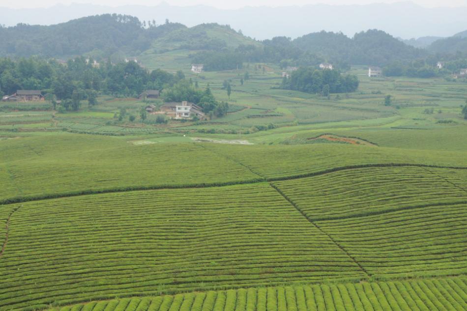 贵州永兴万亩茶山茶海茶树图片14