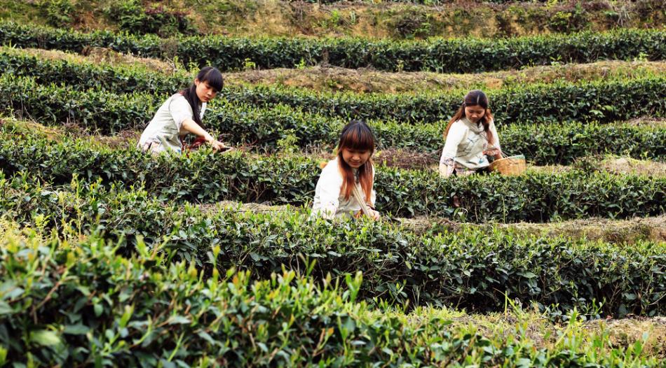 炎陵万阳山茶园采茶女图片2