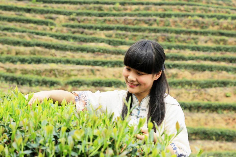 炎陵万阳山茶园采茶女图片4