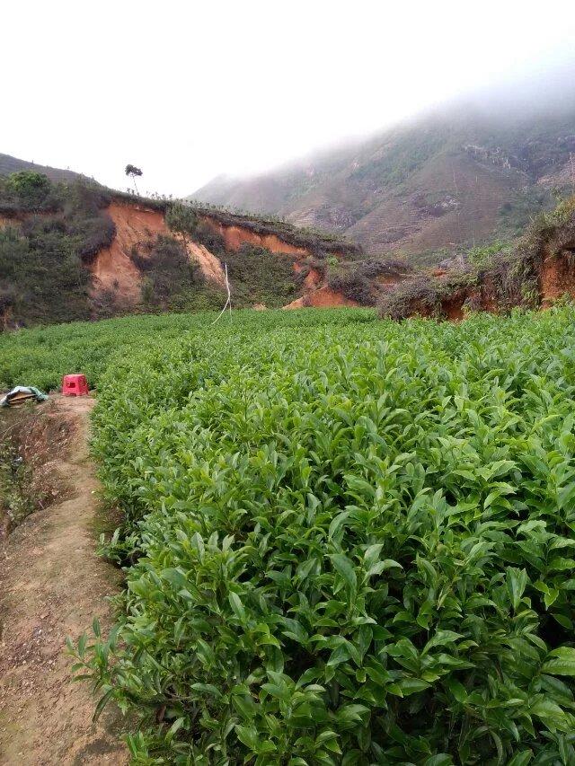 凤凰镇凤凰山茶区凤凰单枞茶园图片 (6/15)