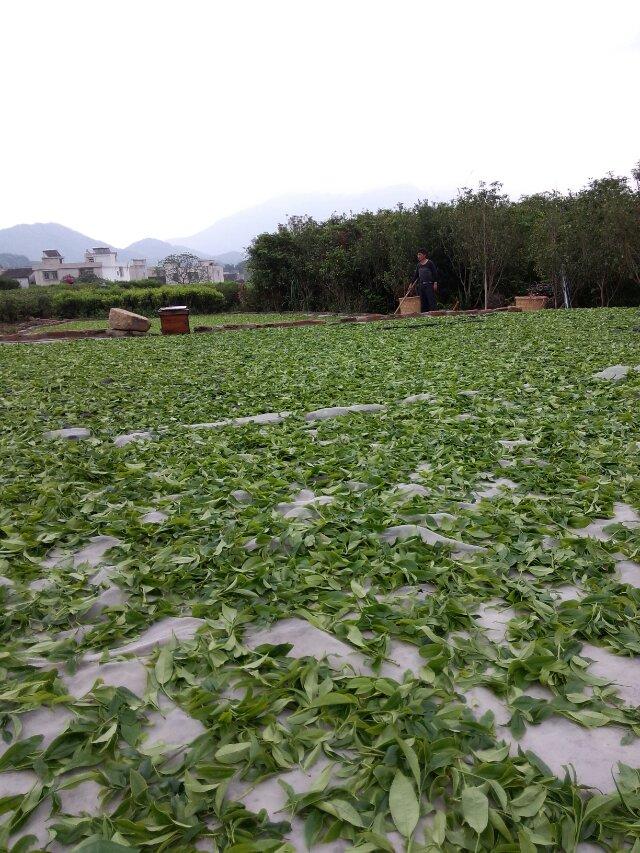 凤凰镇凤凰山茶区凤凰单枞茶园图片 (7/15)