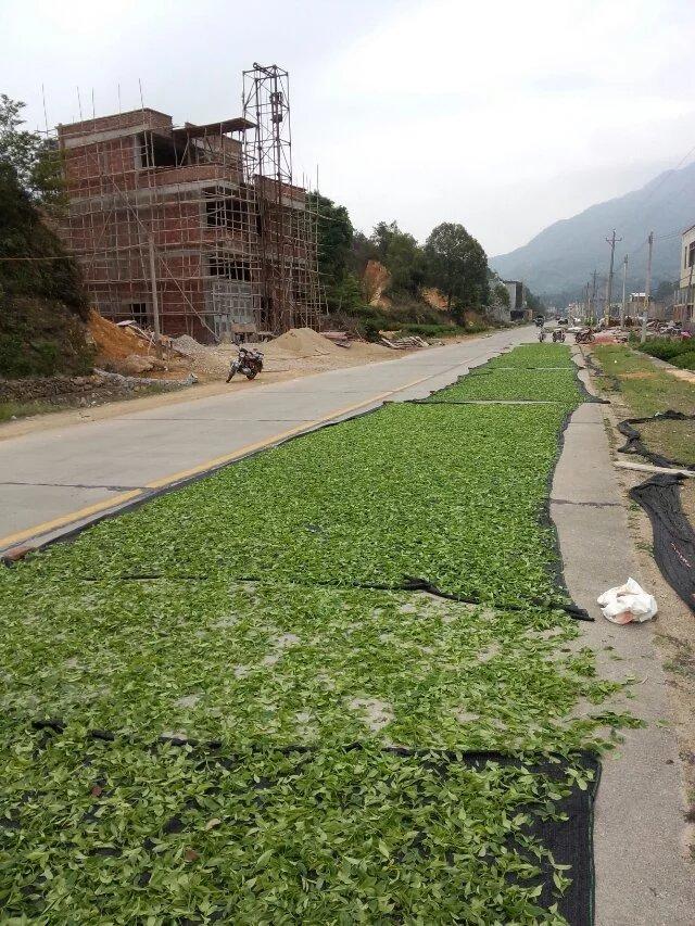 凤凰镇凤凰山茶区凤凰单枞茶园图片 (8/15)