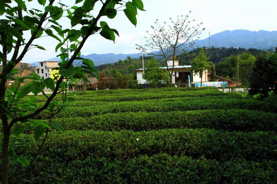 茶山茶树茶园茶绿清明18