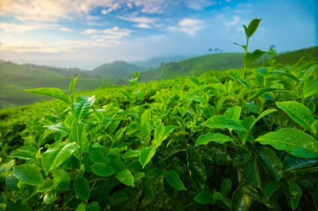 印度尼西亚早晨引人入胜的茶园