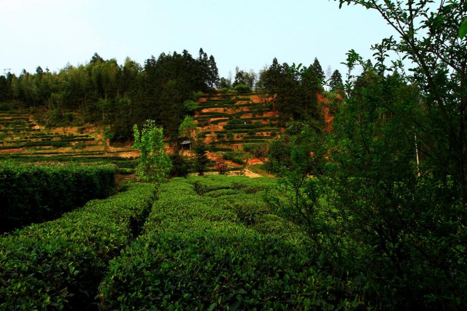 茶山茶树茶园茶绿清明19