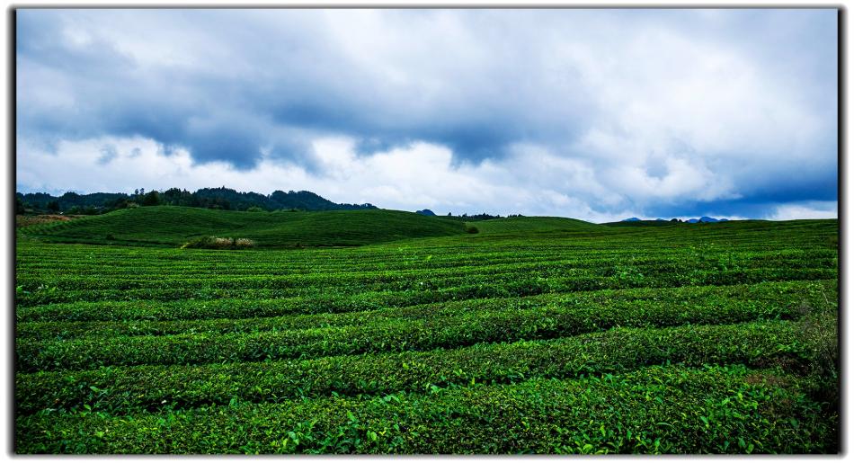 美丽的茶山茶树茶园摄影7