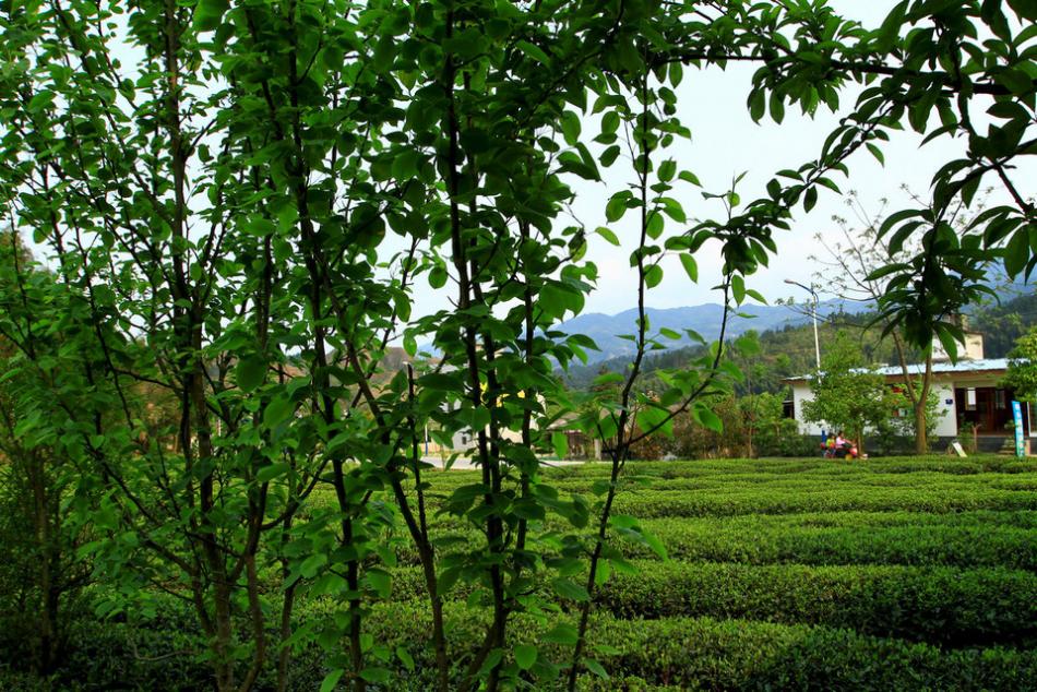 茶山茶树茶园茶绿清明17