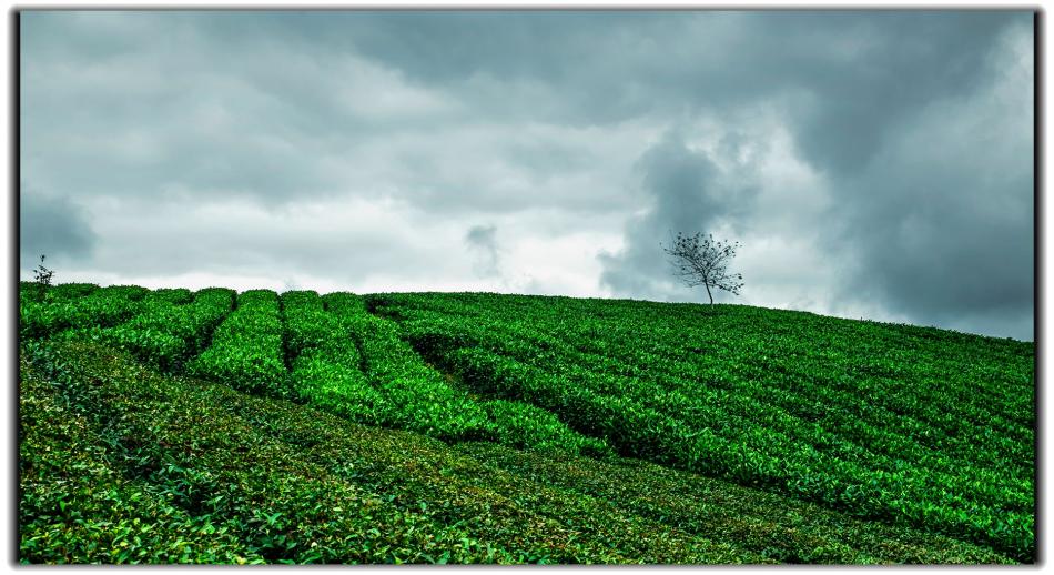 美丽的茶山茶树茶园摄影2