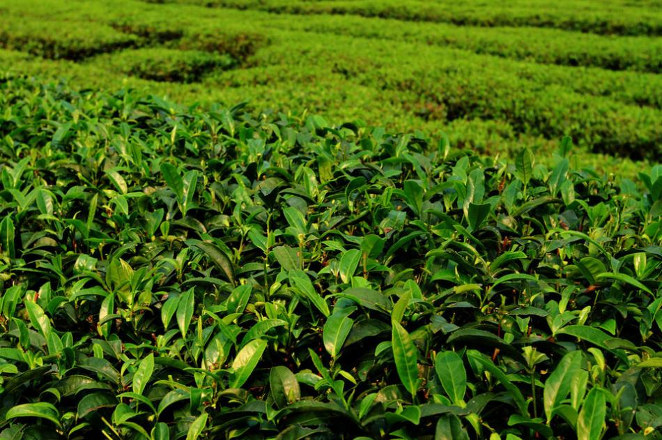 茶山茶树茶园茶绿清明3