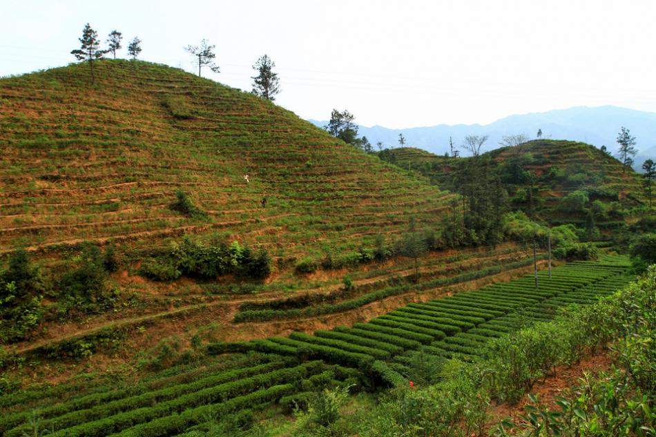 茶山茶树茶园茶绿清明5