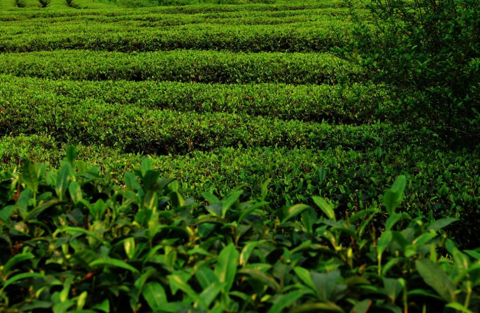 茶山茶树茶园茶绿清明14