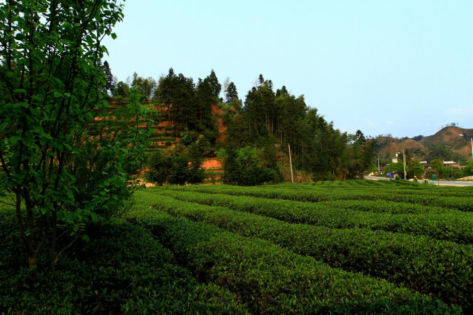 茶山茶树茶园茶绿清明4