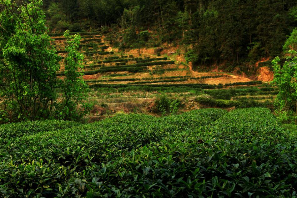 茶山茶树茶园茶绿清明