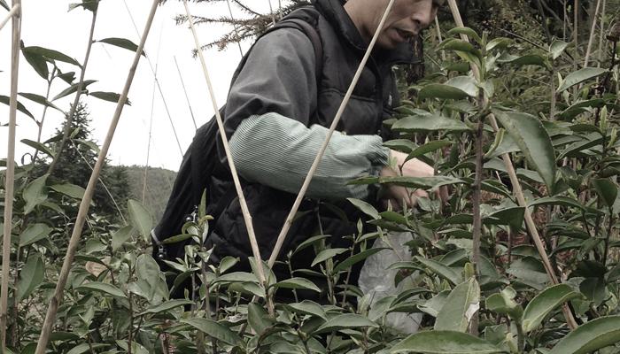 晓饮白茶的山野草木经