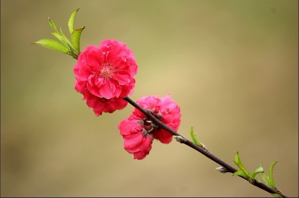 几多红色的桃花~~