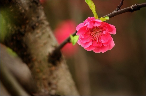 几多红色的桃花~~