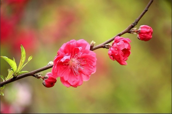 几多红色的桃花~~