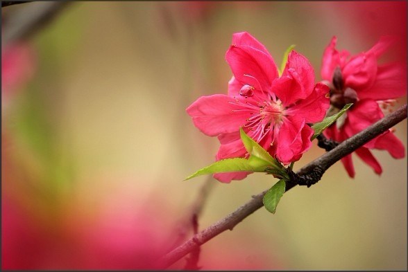 几多红色的桃花~~