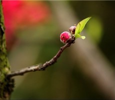 几多红色的桃花~~