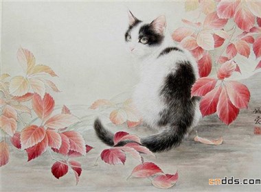 快要跳出画面的可爱小猫插画