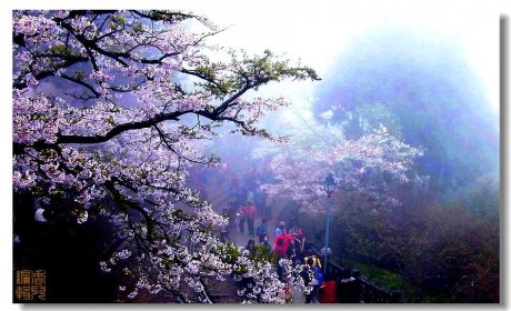 初夏迷人的阿里山风光 