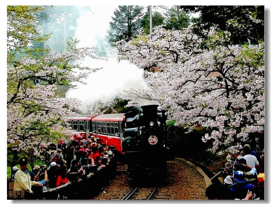 初夏迷人的阿里山风光