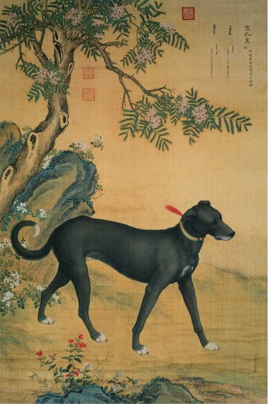 清代宫廷画家郎世宁作品犬