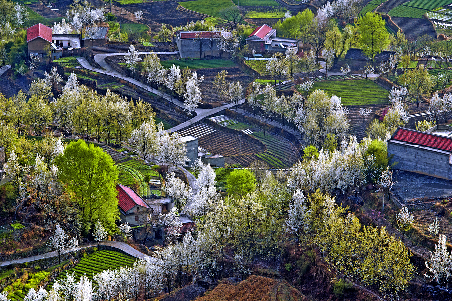 四川阿坝金川，唯美梨花开风景图片