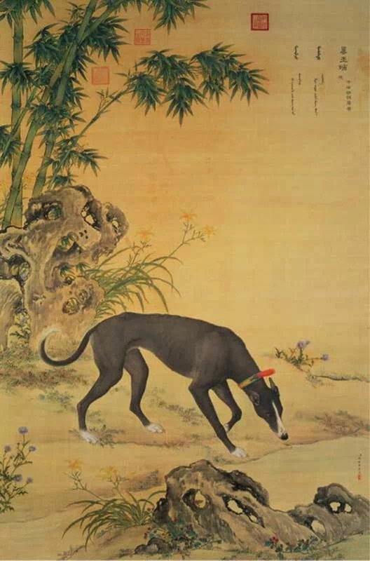 清代宫廷画家郎世宁作品犬